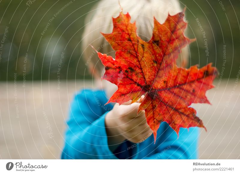 Kind hält ein Herbstblatt Mensch maskulin 1 3-8 Jahre Kindheit Umwelt Natur Blatt Herbstlaub festhalten natürlich rot Freude Glück Vergänglichkeit