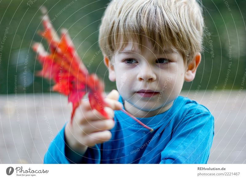 Blattbetrachtung Mensch maskulin Kind Junge Kindheit Gesicht 1 3-8 Jahre Umwelt Natur Landschaft Herbst beobachten festhalten authentisch natürlich Neugier rot