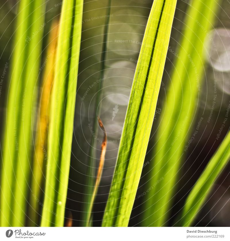Wiese im Gegenlicht Natur Pflanze Gras Grünpflanze grau Halm Linie hell dunkel hellgrün Kreis sommerlich Tiefenschärfe Warme Farbe Warmes Licht Farbfoto