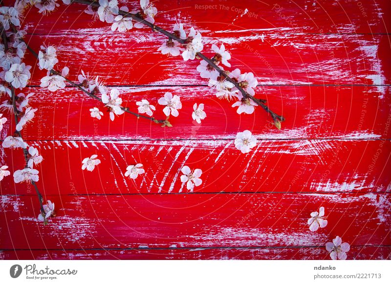 blühender Aprikosenzweig Dekoration & Verzierung Natur Pflanze Baum Blume Blatt Blüte Holz Blühend frisch hell natürlich rot weiß Ast Hintergrund Frühling