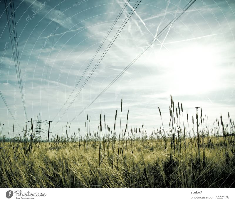 [99] liniert Energiewirtschaft Landschaft Himmel Sonne Gras Nutzpflanze Feld Getreidefeld Hochspannungsleitung Strommast Kondensstreifen Farbfoto Außenaufnahme