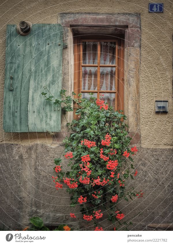 wachsen und gedeihen | topfpflanzen Pflanze Altstadt Haus Mauer Wand Fenster alt authentisch Freundlichkeit nah niedlich Stadt Wärme Pelargonie Topfpflanze