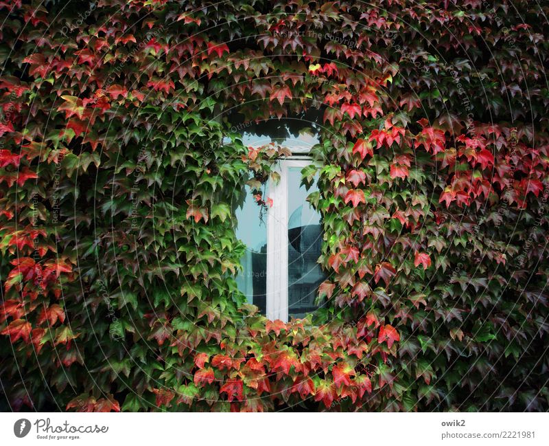 Wärmedämmung Herbst Schönes Wetter Blatt Nutzpflanze Efeu Ranke Kletterpflanzen Haus Gebäude Fassade Fenster Holz Glas Wachstum alt kaputt Vergänglichkeit