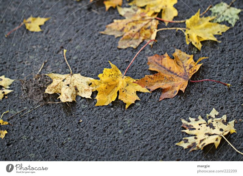 Schmuddel - Herbst: Herbstblätter auf der nassen Straße Umwelt Natur Wetter schlechtes Wetter Pflanze Blatt Grünpflanze Asphalt Regen mehrfarbig Traurigkeit