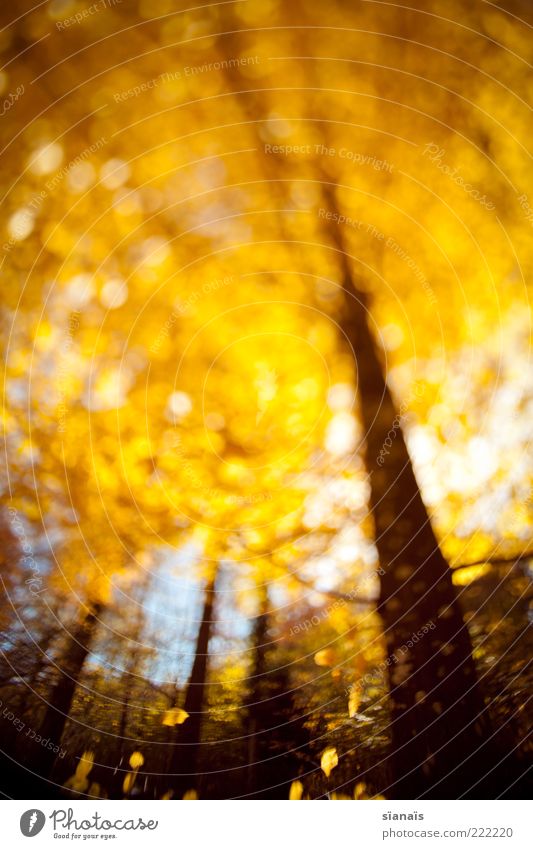 goldener schnitt Umwelt Natur Pflanze Herbst Wald leuchten Herbstlaub herbstlich Herbstfärbung goldgelb Baum Baumstamm Baumkrone welk Herbstwald Laubbaum