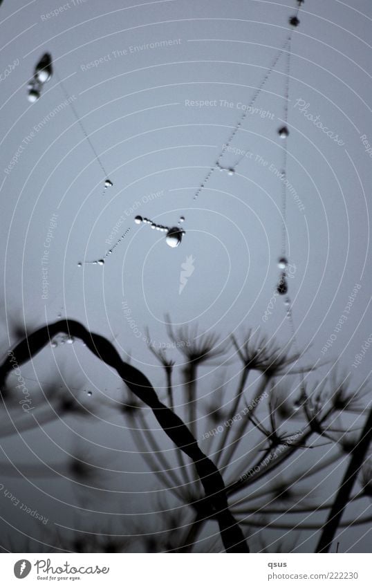 Drahtzieher? Pflanze Wassertropfen Herbst schlechtes Wetter Nebel Netz Tropfen Spinngewebe elastisch Außenaufnahme Detailaufnahme Menschenleer Morgen