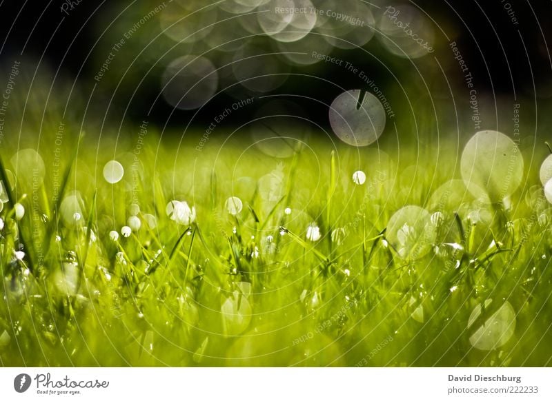 Tropfenpanorama Natur Pflanze Wasser Wassertropfen Sommer Schönes Wetter Gras Wiese grün Tau nass feucht Kreis Wachstum Blendeneffekt glänzend frisch Halm