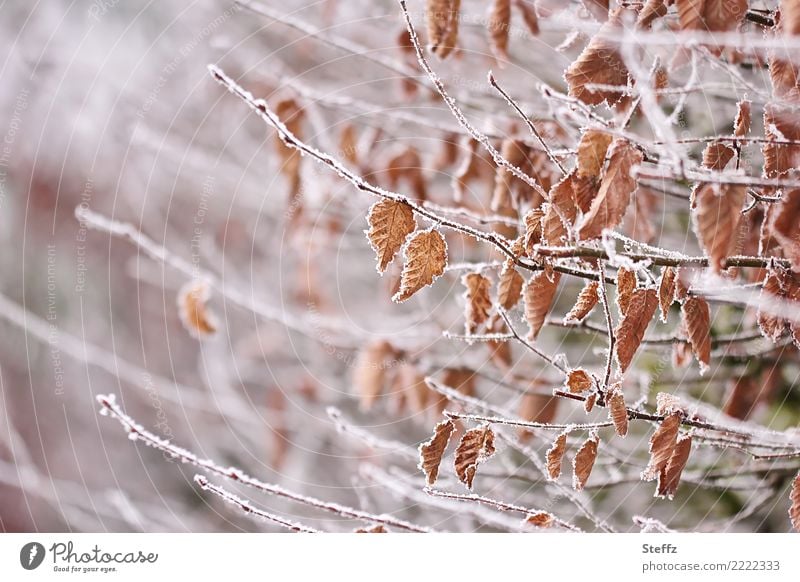 Laub mit Frost Kälte Zweige gefroren kalt winterlich Wintereinbruch Winterstimmung natürlich frostig Jahreszeiten Kälteeinbruch Winterkälte Kälteschock Wetter