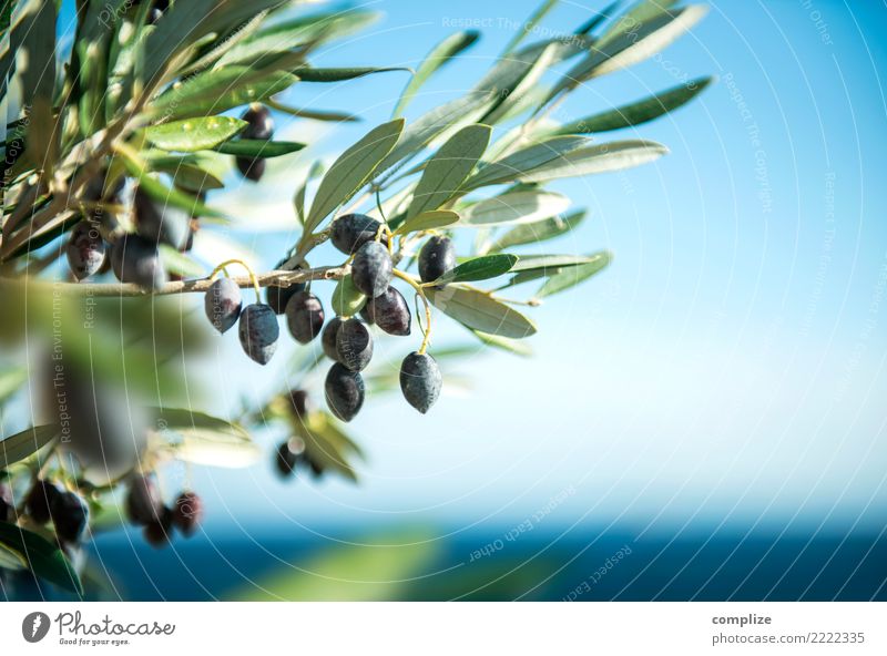 Olivenbaum am Mittelmeer Lebensmittel Öl Olivenöl Ernährung Bioprodukte Italienische Küche Gesundheit Gesunde Ernährung Wellness harmonisch Meditation Duft