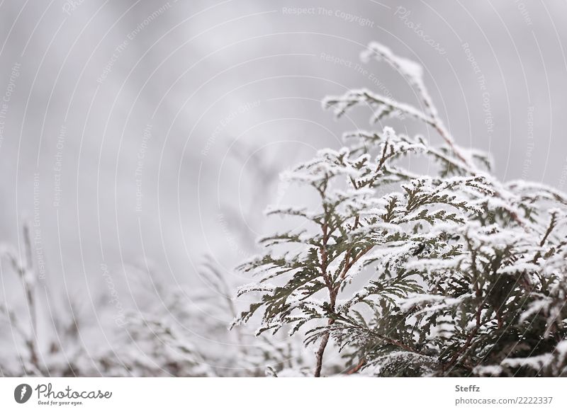 eine Hecke im Winter Nebel Schnee Winterkälte Winterstille Eis Frost Schneefall Zweig Kälte winterliche Ruhe winterliche Kälte winterliche Stille frostig