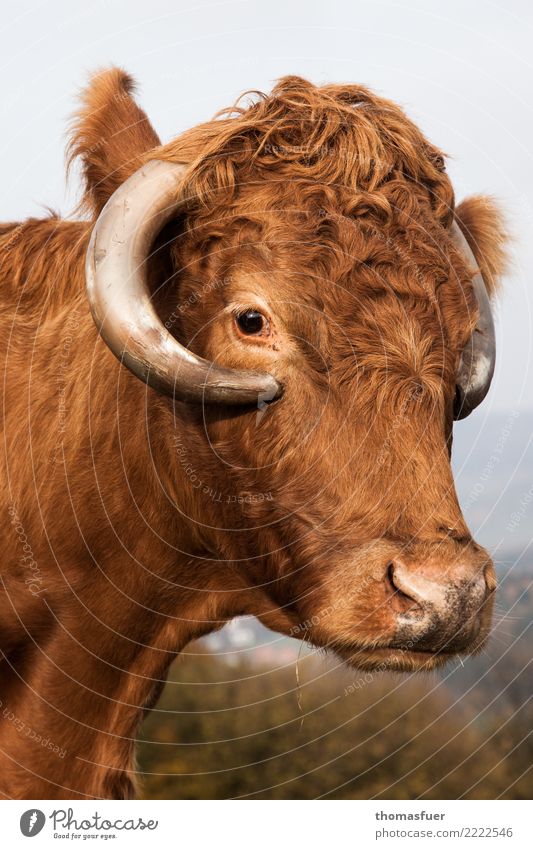 Kuh, Auge Wurstwaren Fleisch Bioprodukte Landwirtschaft Forstwirtschaft Schönes Wetter Dorf Tier Tiergesicht 1 Blick Freundlichkeit braun Tierliebe Gelassenheit