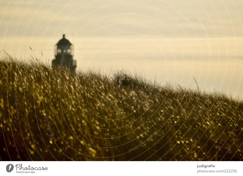 Weststrand Umwelt Natur Landschaft Himmel Sonnenlicht Klima Gras Küste Ostsee Leuchtturm Bauwerk natürlich schön gold Stimmung Ferien & Urlaub & Reisen