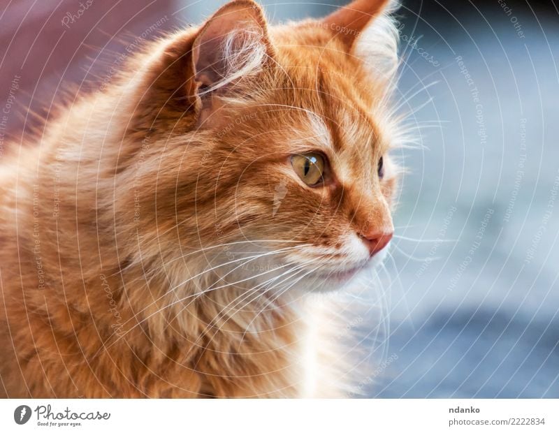 Porträt einer roten Katze Freude Natur Tier Haustier 1 lustig niedlich Tierliebe Gelassenheit Hintergrund orange jung hübsch Körperhaltung heimisch Säugetier