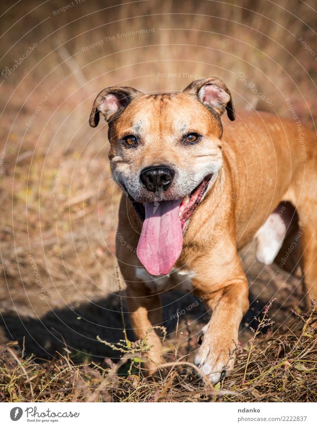Rotschopf amerikanischer Pitbull Freude Glück Ferien & Urlaub & Reisen Sommer Natur Tier Gras Haustier Hund 1 Lächeln lustig natürlich niedlich braun rot