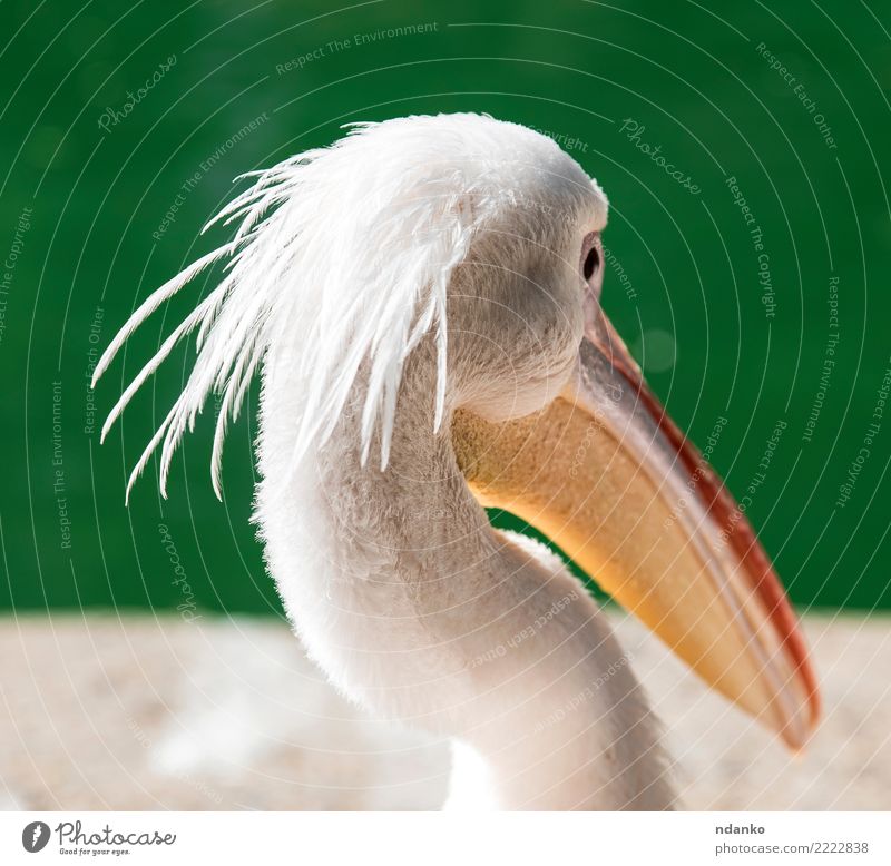 Porträt eines weißen Pelikans Sommer Natur Tier Park Teich See Vogel 1 wild grün Kopf Prima Beautyfotografie Hintergrund Wasser Auge Tierwelt Farbfoto