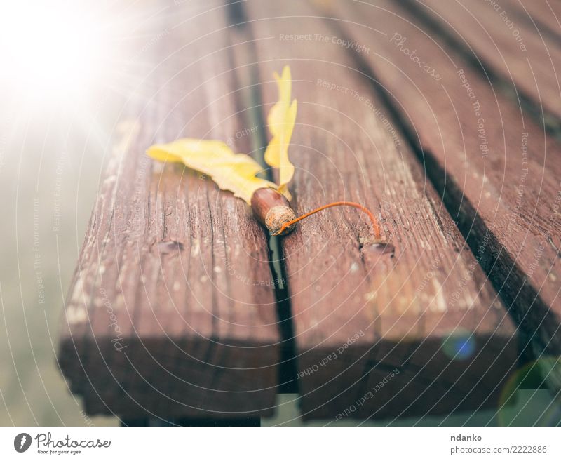 Eichel auf einer braunen Bank Herbst Blatt Park Holz gelb Idee Nostalgie Eicheln Rochen Farbfoto Nahaufnahme Menschenleer Tag