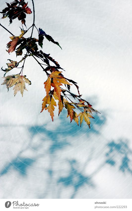 Schattenwurf Natur Sonnenlicht Herbst Schönes Wetter Blatt Farbfoto Textfreiraum unten Licht Zweige u. Äste Herbstlaub Fassade