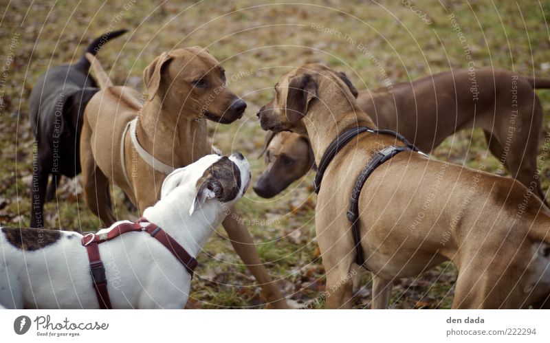 diskussionsrunde Haustier Hund sprechen bedrohlich Freundlichkeit natürlich niedlich rebellisch braun selbstbewußt Kraft Macht Akzeptanz Tierliebe Kommunizieren