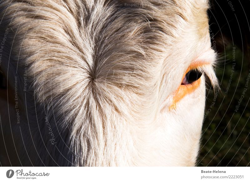 Du hast die Haare schön Haare & Frisuren ruhig Meditation Pelzmantel weißhaarig Tier Haustier Kuh Tiergesicht Denken Blick warten ästhetisch authentisch