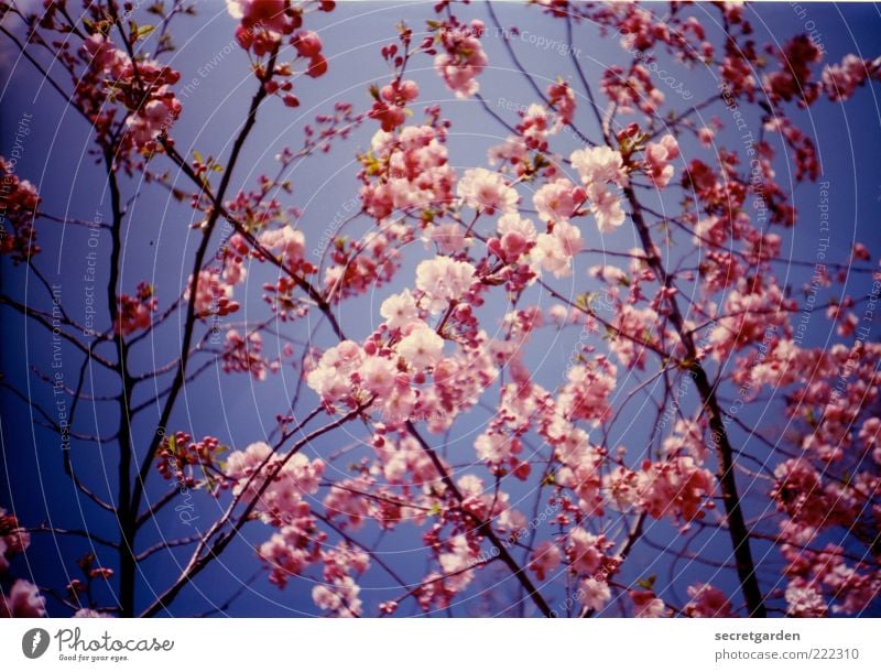 dem schnee ein rosa kontra geben! Sommer Umwelt Natur Pflanze Himmel Wolkenloser Himmel Frühling Schönes Wetter Blüte Blühend Duft schön blau Frühlingsgefühle