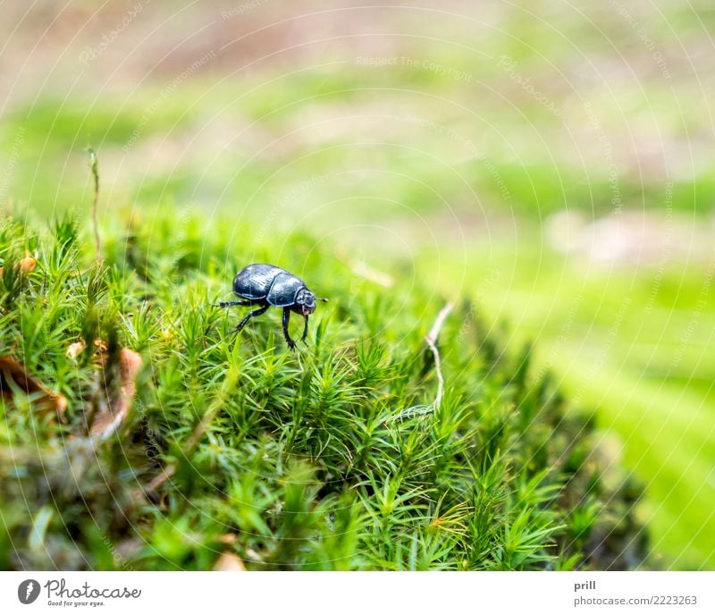 forest dung beetle Natur Pflanze Tier Moos Wald Käfer dunkel blau mistkäfer anoplotrupes stercorosus Insekt flachwinkel Lebensraum ausschnitt schillernd