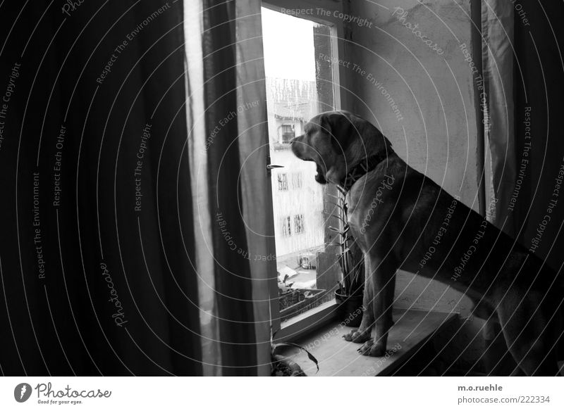 Bruno Tier Haustier Hund 1 beobachten Blick bewachen gähnen Hundekopf Hundeschnauze Hundeblick Wachsamkeit bellen Fensterbrett Fensterscheibe Schwarzweißfoto
