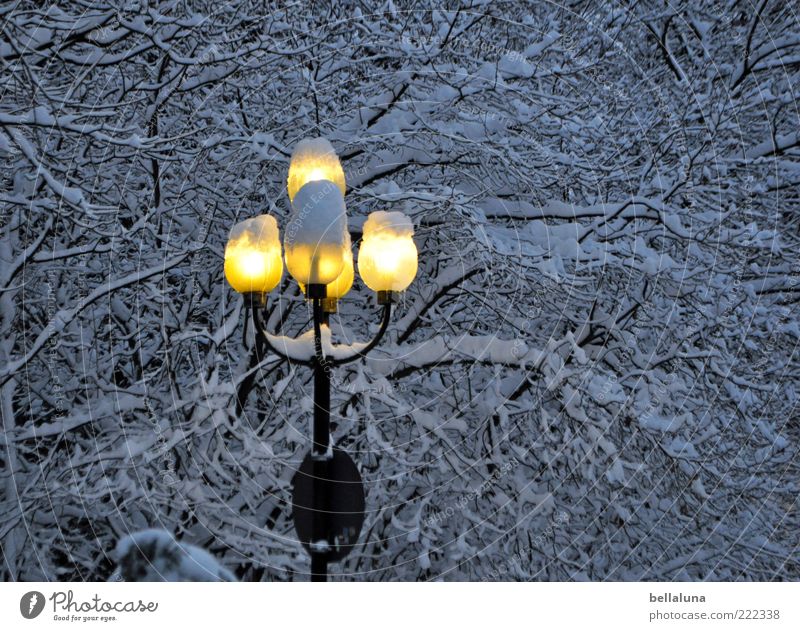 Ich bring Licht ins Dunkel! Natur Winter Eis Frost Schnee Baum kalt Laterne Lampe Farbfoto Gedeckte Farben Außenaufnahme Abend Dämmerung Nacht Menschenleer