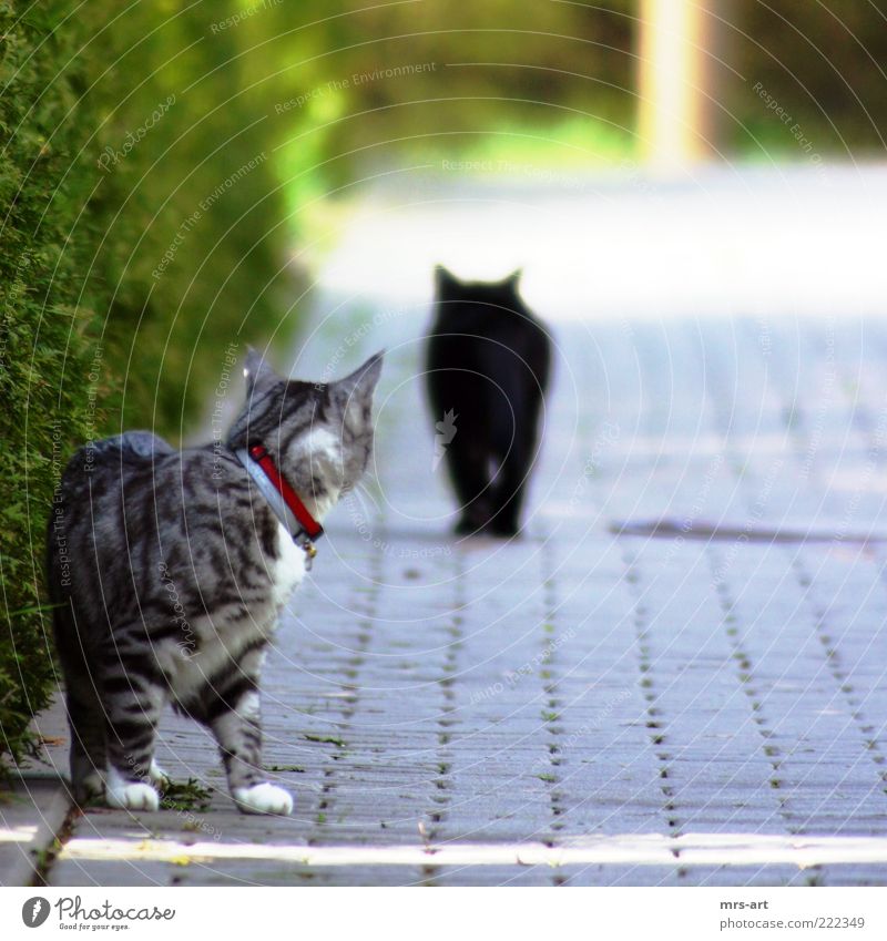 sehnsüchtiger Blick Tier Haustier Katze 2 Tierpaar drehen entdecken laufen Liebe Gefühle Stimmung Lebensfreude Frühlingsgefühle Sympathie Freundschaft