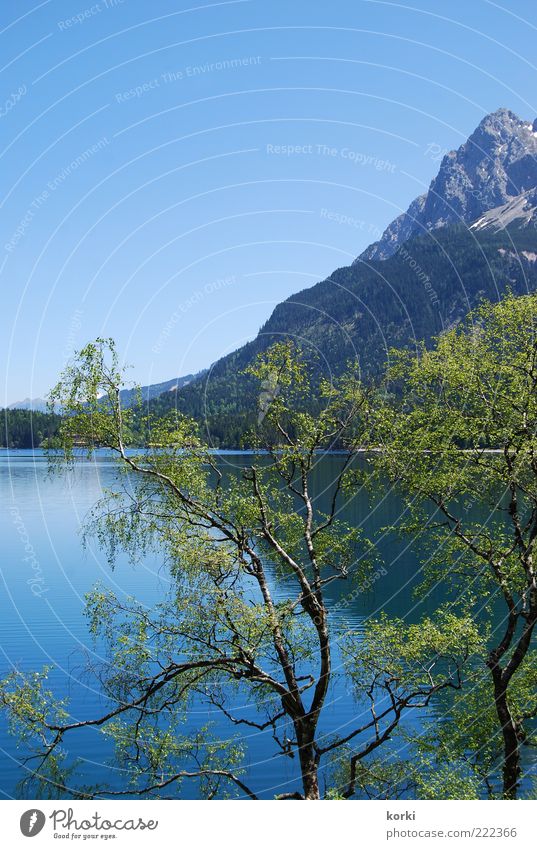 Eibsee Sommer Berge u. Gebirge Umwelt Natur Landschaft Pflanze Wasser Himmel Wolkenloser Himmel Schönes Wetter Baum Alpen Seeufer Farbfoto Außenaufnahme