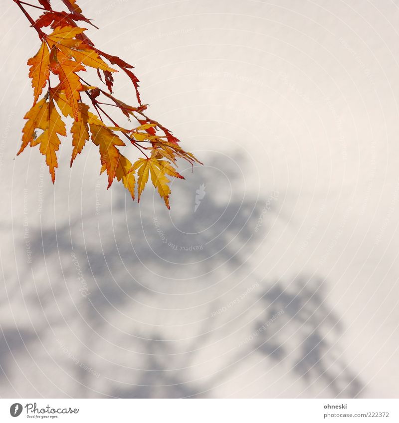 Schattenwurf II Sonne Sonnenlicht Herbst Schönes Wetter Blatt ruhig Farbfoto Textfreiraum rechts Textfreiraum unten Licht Herbstfärbung herbstlich Wand
