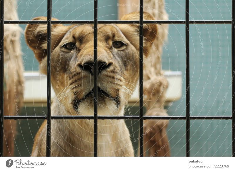 Lion in grid Tier Fell Löwe 1 Metall blau braun Kommunizieren Kontakt Zoo gefangen Gitter Gehege raubtier Abtrennung Angesicht zu Angesicht nahrungskette