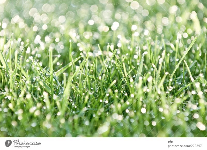 tau(send)perlen Umwelt Natur Pflanze Wasser Wassertropfen Schönes Wetter Gras Rasen frisch hell nass grün bizarr Tau Morgen feucht Reflexion & Spiegelung