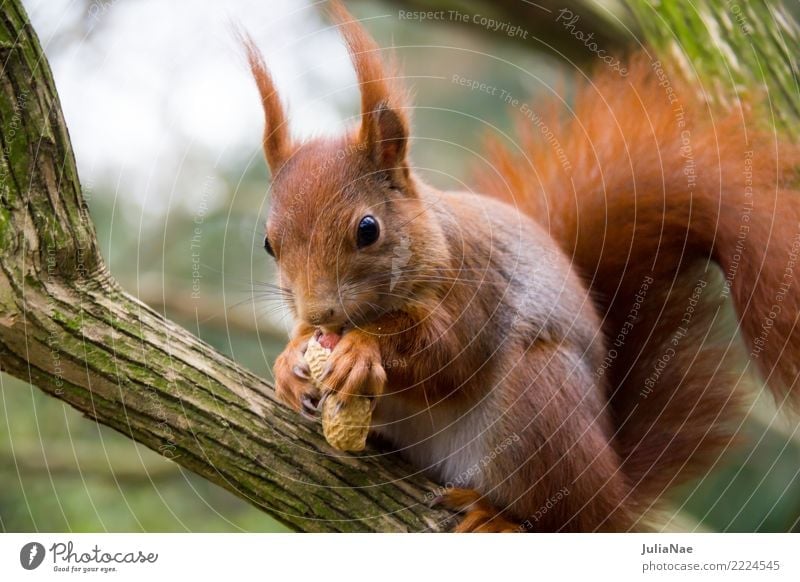 Eichhörnchen frusst eine Erdnuss Wildtier niedlich Tier klein Schwanz Nagetiere Säugetier wildlife braun Fell Herbst Wald schön Natur natürlich Ohr Pfote Baum