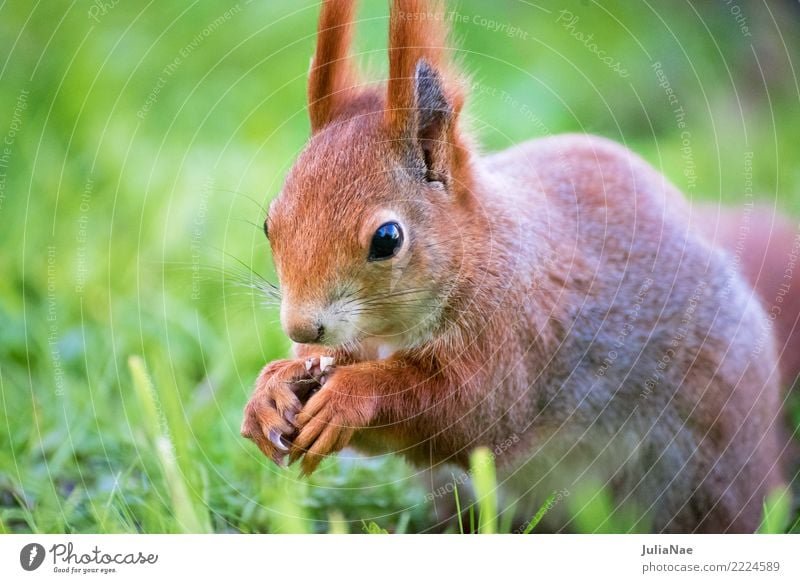 kleines Eichhörnchen frisst eine Nuss im Gras Wildtier wild schön niedlich Tier Schwanz Nagetiere Säugetier wildlife braun Fell Herbst Wald Natur natürlich Ohr
