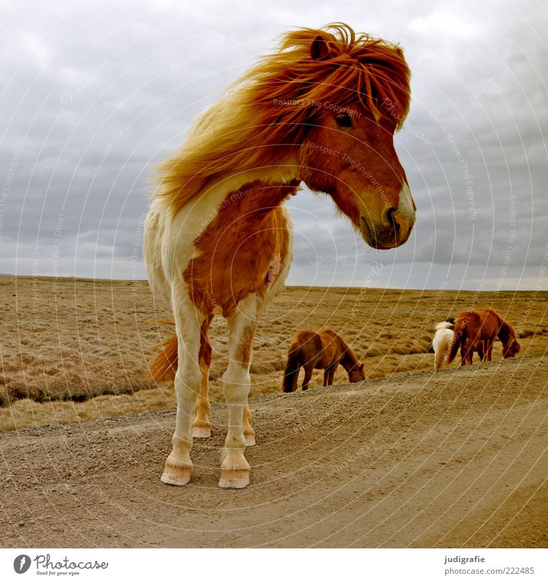 Island Umwelt Natur Landschaft Himmel Wolken Wind Straße Wege & Pfade Blick stehen warten Freundlichkeit natürlich Neugier schön braun Stimmung Island Ponys