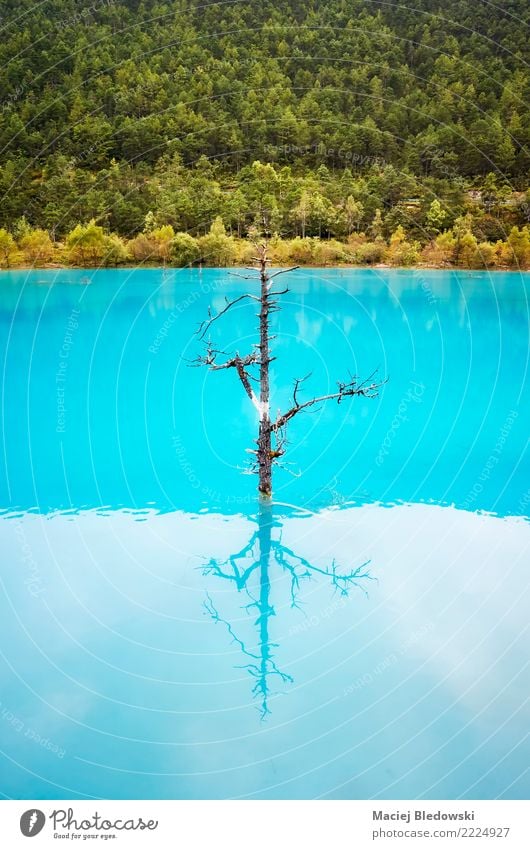 Einsamer Baum reflektiert im türkisblauen Wasser. Natur Park Wald See Fluss Traurigkeit Sorge Einsamkeit Scham Reue einzigartig friedlich Blaumond-Tal China