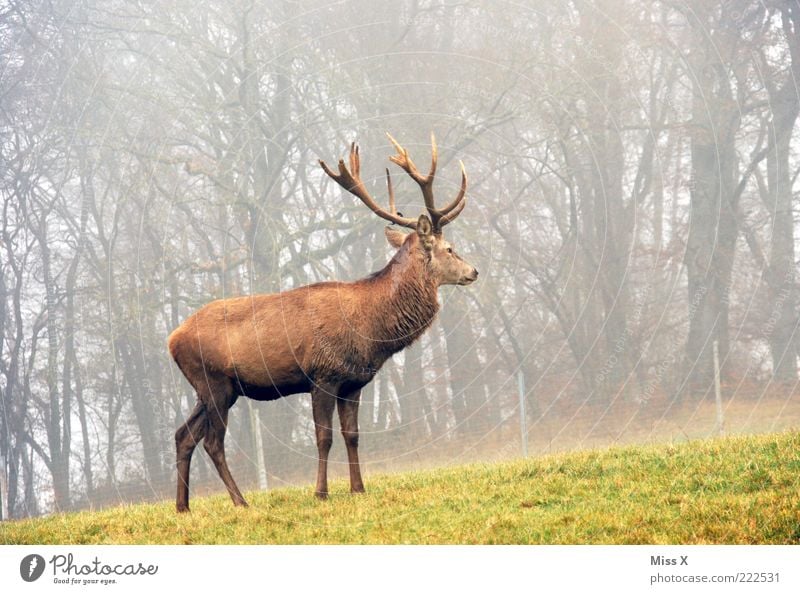 neulich in Kanada Umwelt Herbst Winter Nebel Baum Wiese Wald Tier Wildtier 1 Stolz trüb Hirsche Horn Außenaufnahme Menschenleer Morgen Tierporträt Waldrand