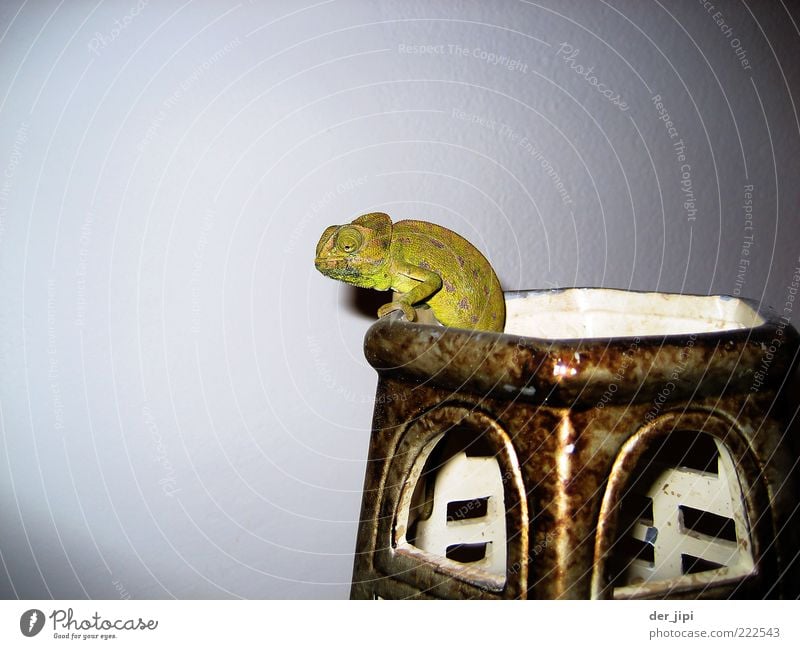 Sepp Tier Schuppen Krallen Pfote 1 warten Chamäleon Reptil Echsen Vase Behälter u. Gefäße Farbfoto Innenaufnahme Studioaufnahme Detailaufnahme Menschenleer