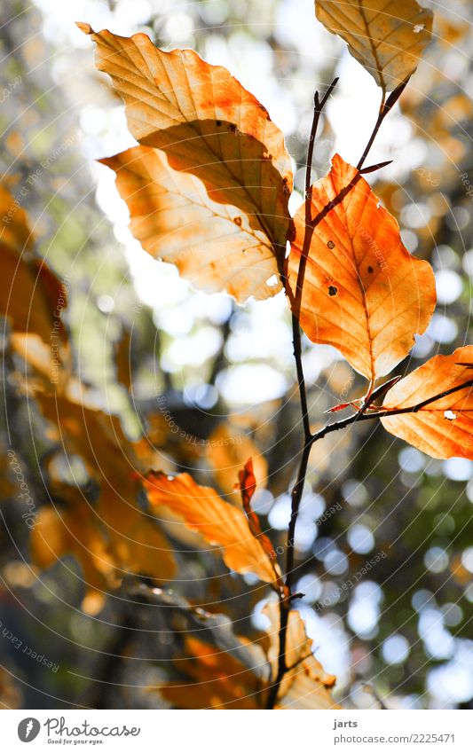 herbstlich III Pflanze Herbst Schönes Wetter Baum Blatt Wald frisch Gesundheit hell natürlich braun orange rot Gelassenheit ruhig Natur Buche Farbfoto