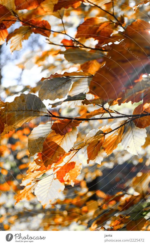 ein stück vom herbst I Natur Pflanze Sonnenlicht Herbst Schönes Wetter Baum Blatt Wald natürlich schön braun orange rot weiß Gelassenheit ruhig
