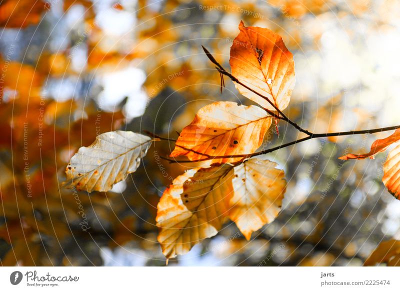 ein stück vom herbst II Natur Herbst Schönes Wetter Pflanze Baum Blatt Wald frisch hell natürlich schön Zufriedenheit Gelassenheit geduldig ruhig Hoffnung