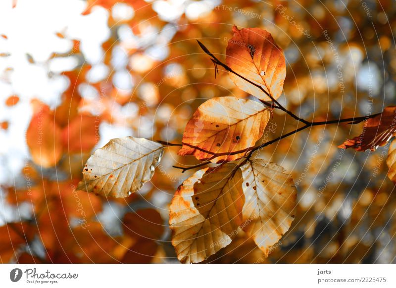herbstlich II Pflanze Sonnenlicht Herbst Schönes Wetter Baum Blatt Wald hell natürlich positiv schön braun orange Gelassenheit geduldig ruhig Natur Buche