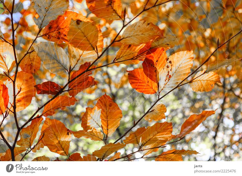 tag 329 Natur Pflanze Baum Blatt Wald natürlich schön orange rot Herbst Farbfoto mehrfarbig Außenaufnahme Menschenleer Tag Sonnenlicht Schwache Tiefenschärfe
