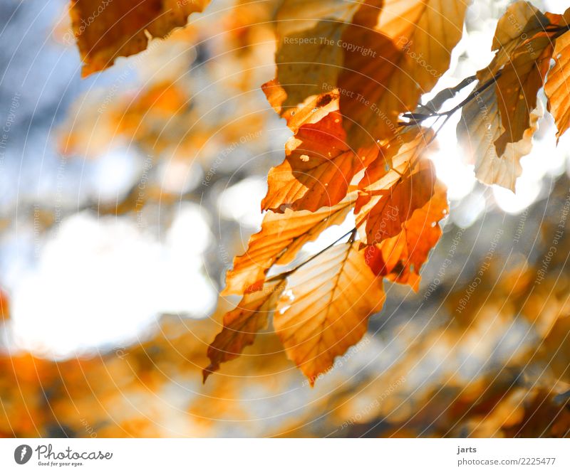 herbstlich Pflanze Sonnenlicht Herbst Schönes Wetter Baum Blatt Wald frisch glänzend hell schön natürlich positiv braun orange Gelassenheit ruhig authentisch