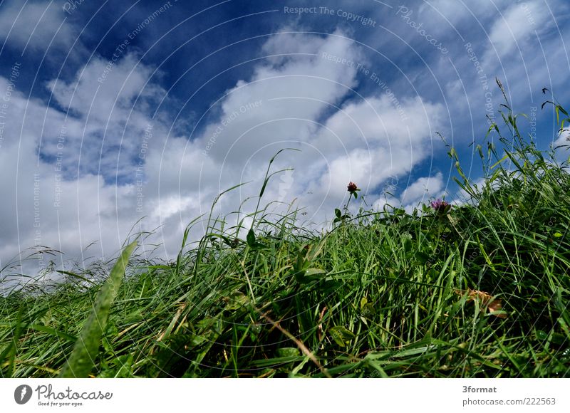 WEIDE Wolken Sommer Gras Grünpflanze Wiese nass feucht Weide Futter grün blau saftig diagonal umfallen Farbfoto mehrfarbig Außenaufnahme Textfreiraum oben Tag
