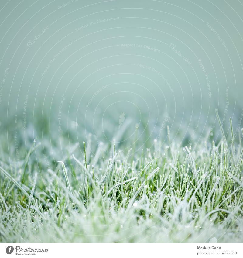 Frost Winter Natur Pflanze Wetter Eis Wiese frieren kalt grau grün Symbole & Metaphern Rasen Gras Dezember November Temperatur Farbfoto Außenaufnahme
