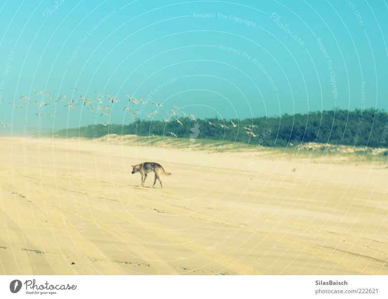 Einsamer Dingo Sand Strand Insel Tier Wildtier Hund Vogel wildhund Einsamkeit Farbfoto Außenaufnahme Tag Bewegungsunschärfe Totale Textfreiraum oben