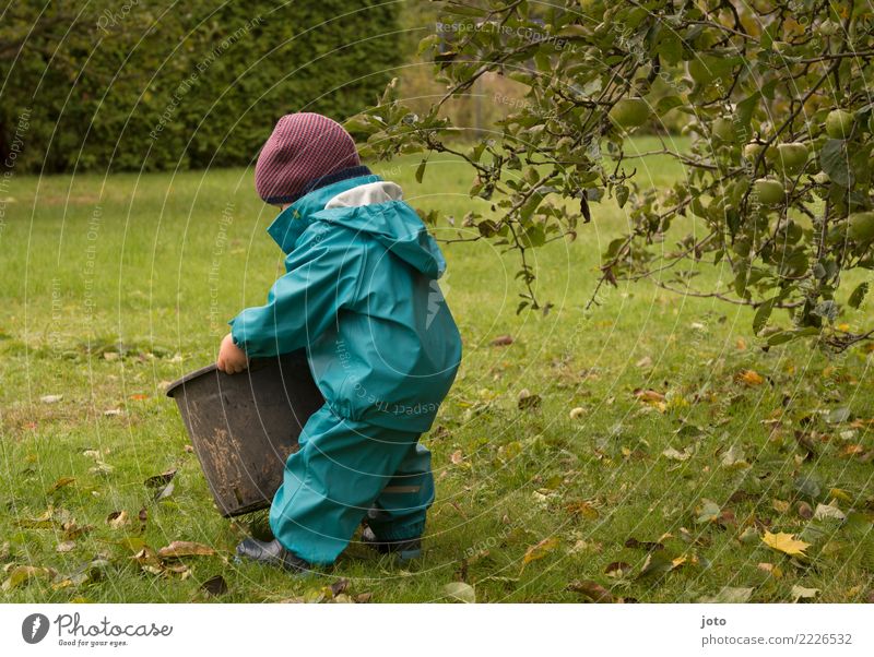 ganz schön schwer Freude Zufriedenheit Kinderspiel Ausflug Garten Erntedankfest Kleinkind 1-3 Jahre Herbst Blatt Wiese Gummistiefel Mütze entdecken tragen