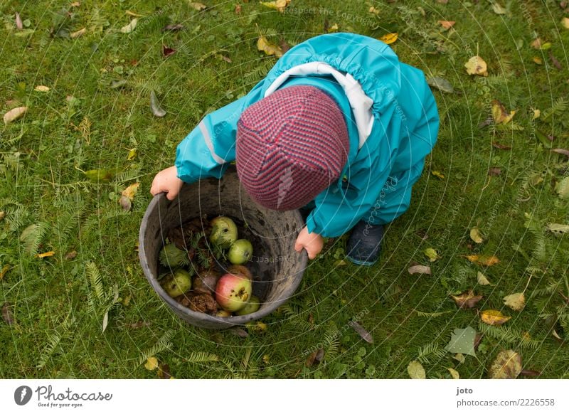 Apfelsammlung Frucht Bioprodukte Freude Gesundheit Gesunde Ernährung Zufriedenheit Freizeit & Hobby Kinderspiel Garten Erntedankfest Kleinkind 1-3 Jahre Herbst
