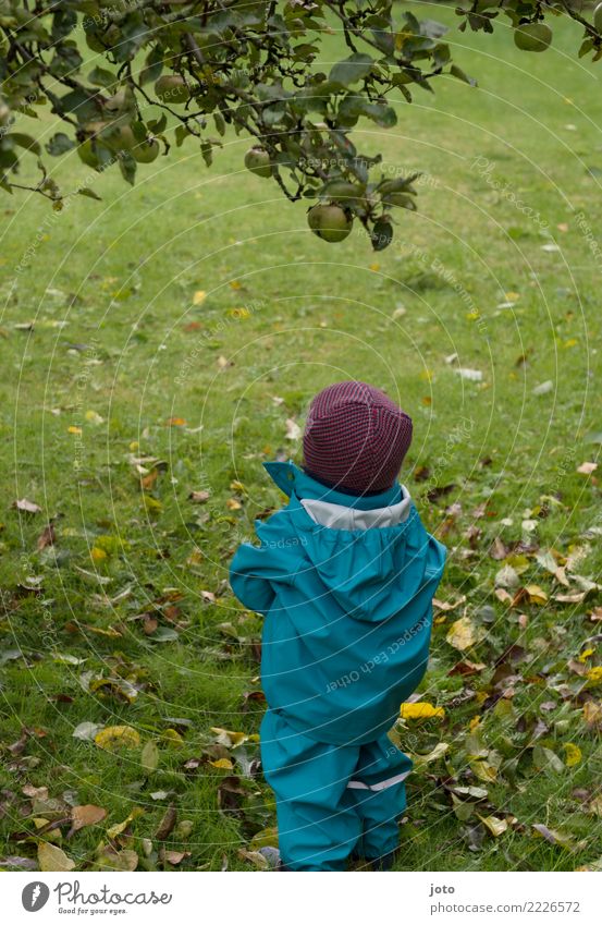 komme ich da ran? Apfel Freude Gesundheit Garten Kind Kleinkind 1-3 Jahre Herbst Blatt Wiese Gummistiefel Mütze entdecken hoch niedlich Hoffnung anstrengen